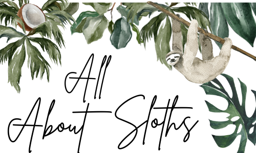 All About Sloths