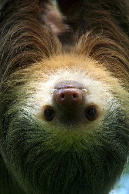 Sloth